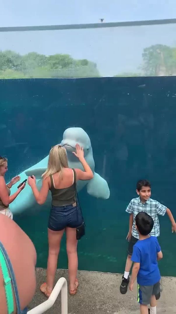 Beluga Whale Flirting & Squirting 💦