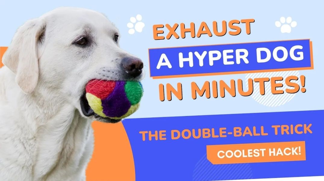 ⁣This Double-Ball Trick Will EXHAUST Your Dog in No Time!