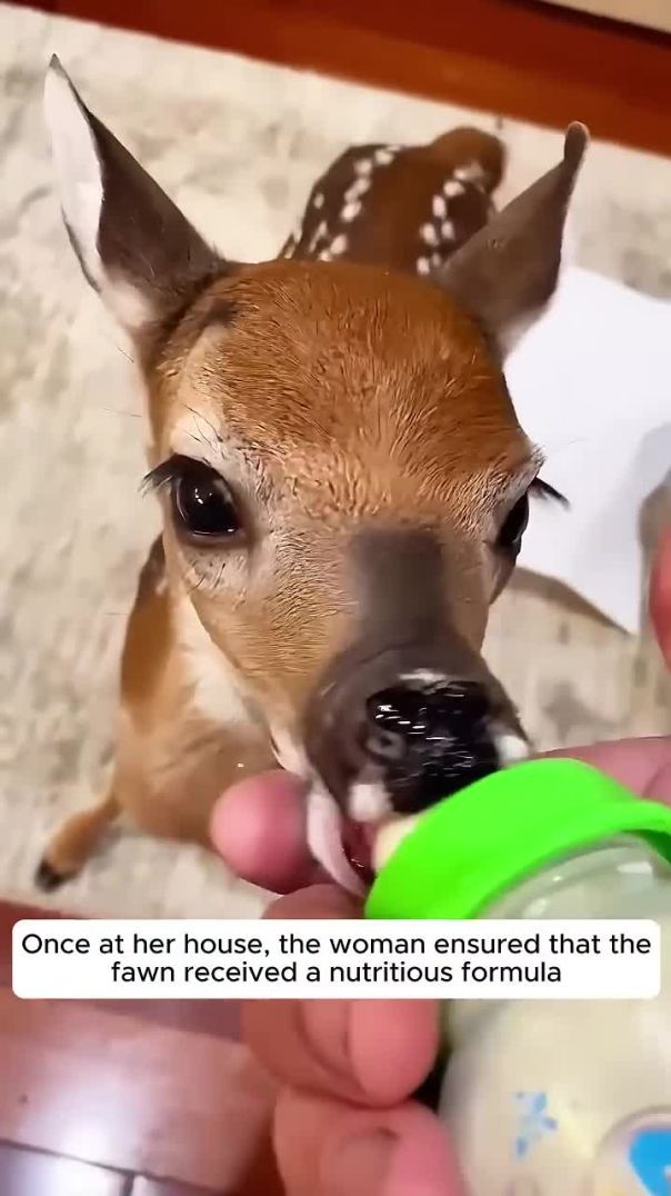 Young lady rescued a fawn and then adopted it #shorts