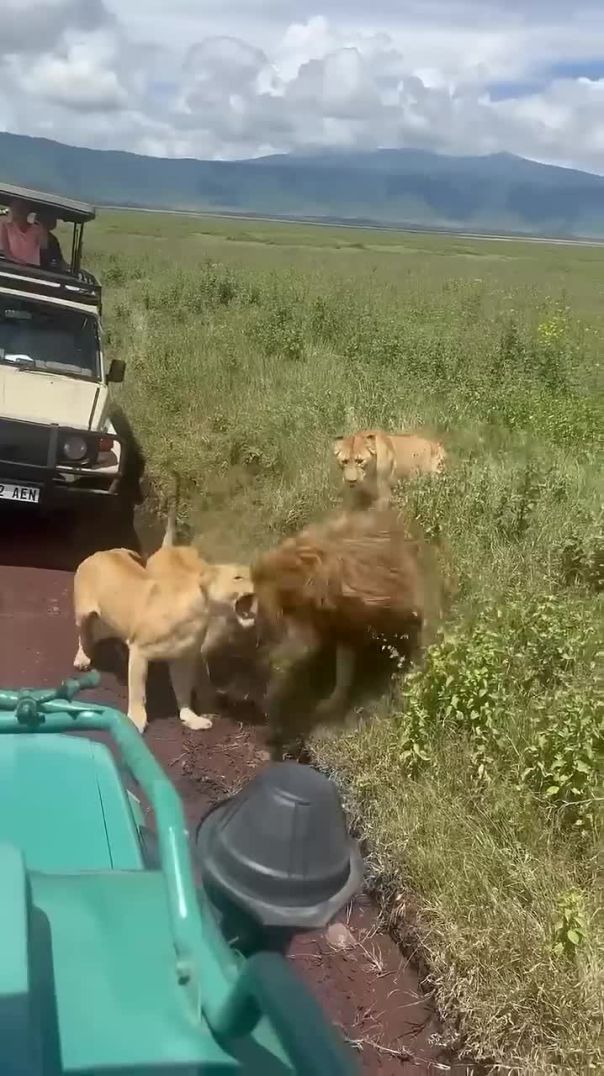 lionesses saves their king from intruder #lion #hyena #elephant #cheetah #leopard #nature #wildlife