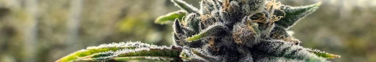 The Vault Dispensary Woodland Hills