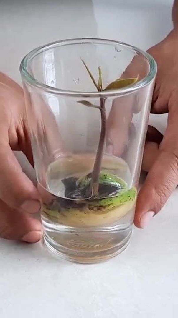 Mango seed Germination - Easily grow Mango Tree from Seed - with Time Lapse and Result#Shorts