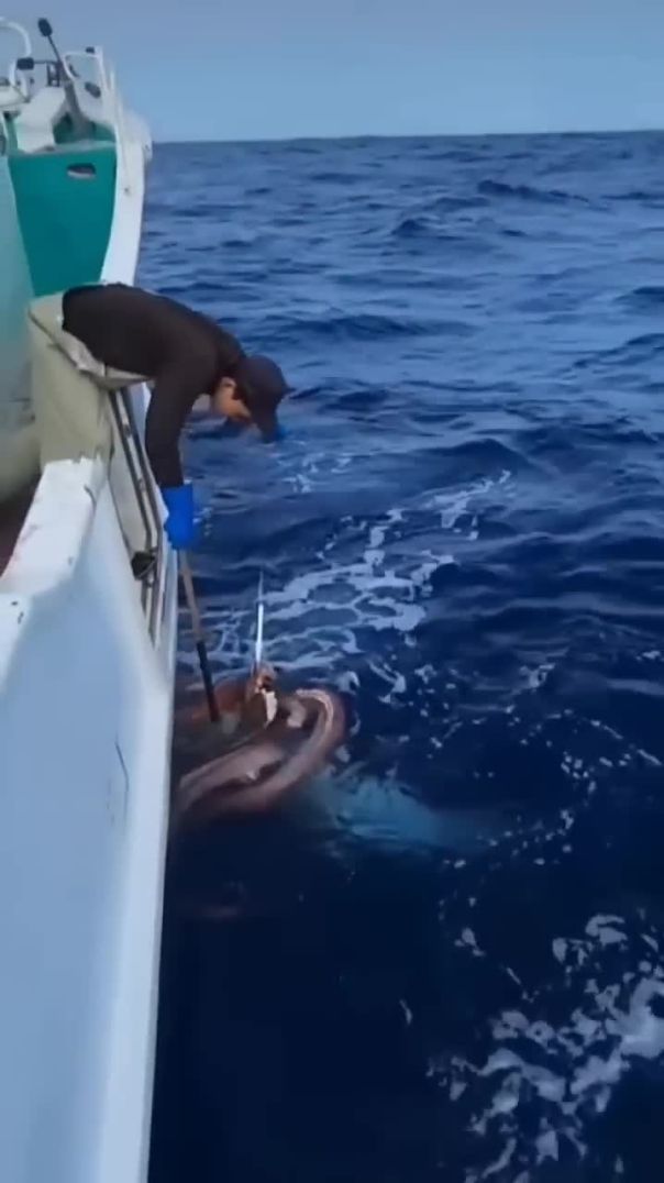 Gigantic squid attacks big squid #fishing #viral #fyp