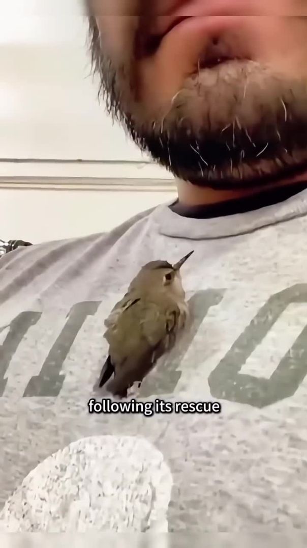 The hummingbird became the uncle’s best friend #bird #animals #rescue #shortvideo #shorts