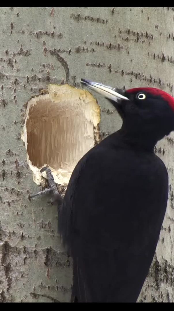 Black woodpecker. #wildlife #shots #birds #apple