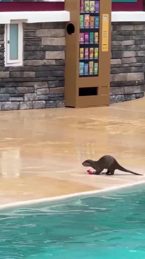 She dropped a can of soda in Seaworld pool and this happened… #seaworld #otter
