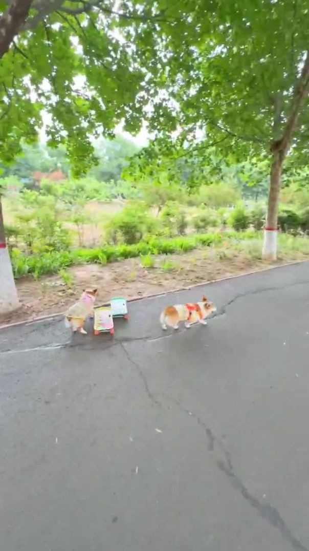 Two little corgis were having a skateboard competition 😳 #dogs #shorts