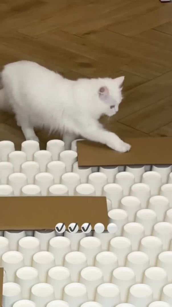 Cat smart game with paper cups | White cute Persian cat
