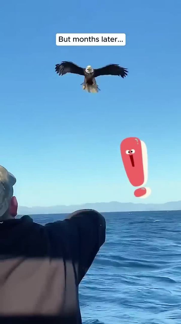 This guy rescued the bald eagle from drowning #shorts #animals