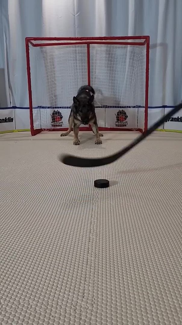 Intense dog hockey goalie #maggiethegoalie