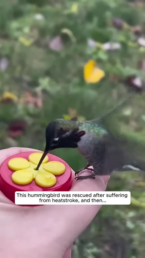 This hummingbird was rescued from heatstroke, and then... #animalshorts #shortvideo
