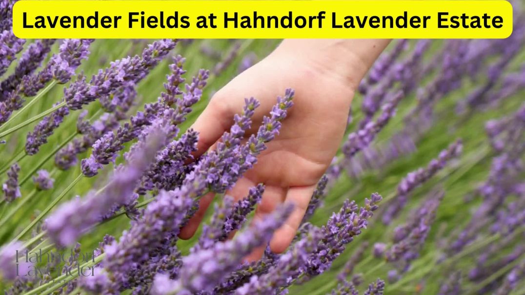 ⁣Lavender Hand Cream Australia