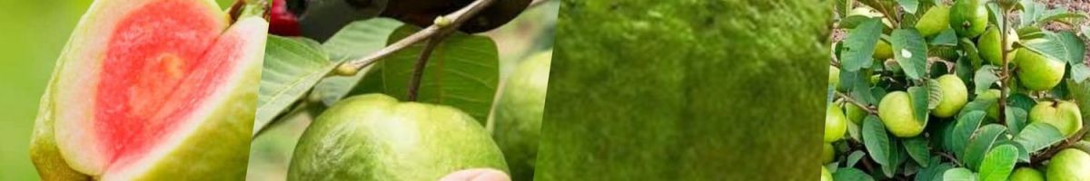 Celgen Biotech