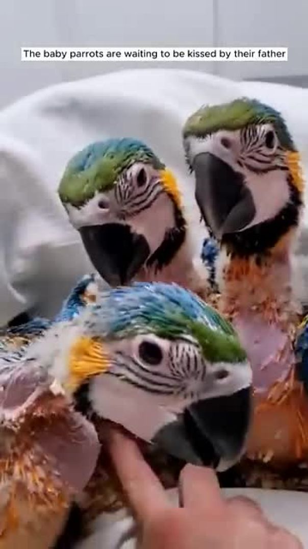 birds baby #trendingshorts #viral#animals #youtubeshorts#apnaparindazoo #summershorts #allbirdslover