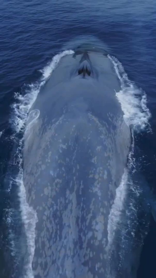 It’s like a living submarine! Amazing drone view of the Blue Whale!