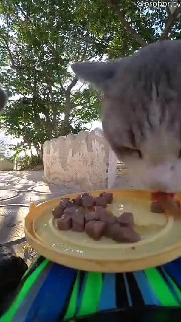 Cat Meals On RC Wheels