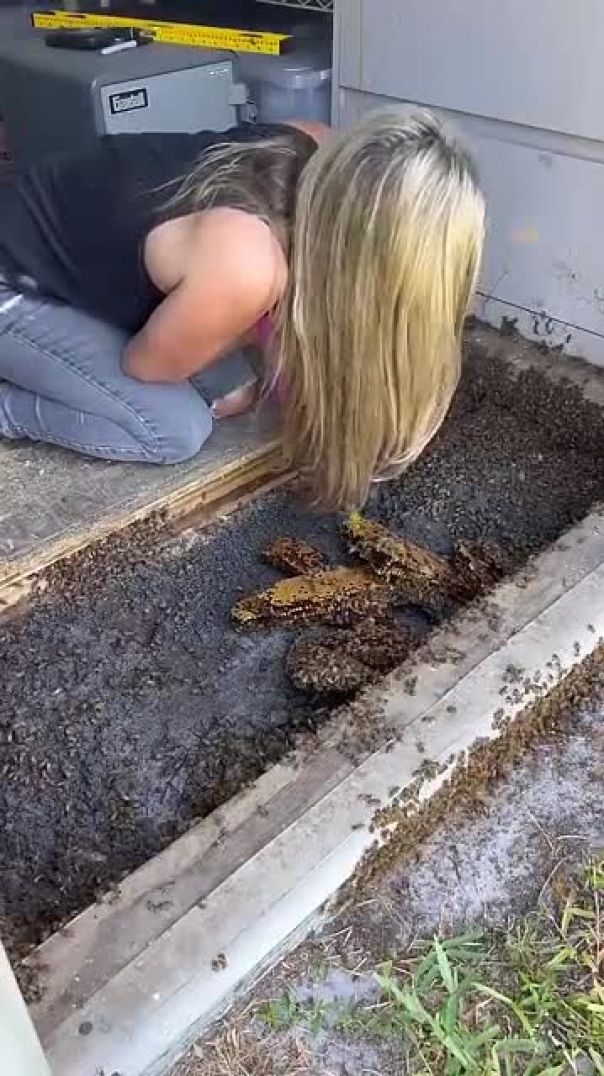 This is the coolest bee removal I did this season! Save the bees!!!