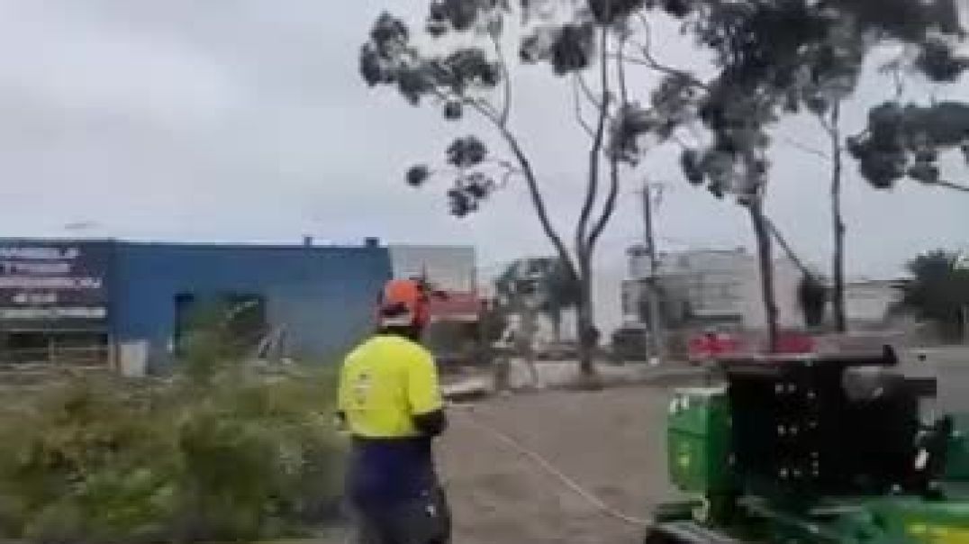 Tree Removal Services in Melbourne - The Yard