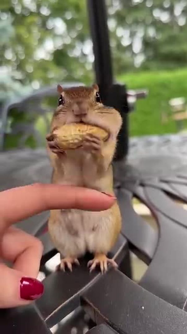 Feeding Peanuts to an Adorable Chipmunk Mom