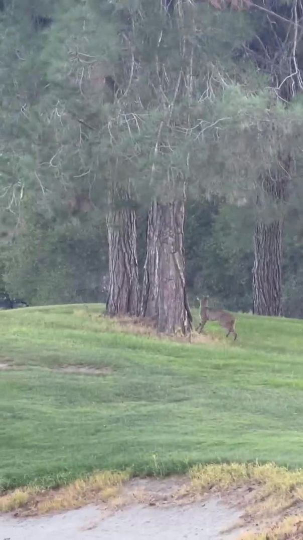 Bobcat Chasing a Squirrel around a Tree