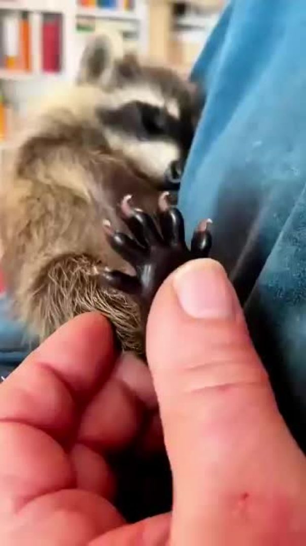 This family saved a baby raccoon from fallen tree #shorts