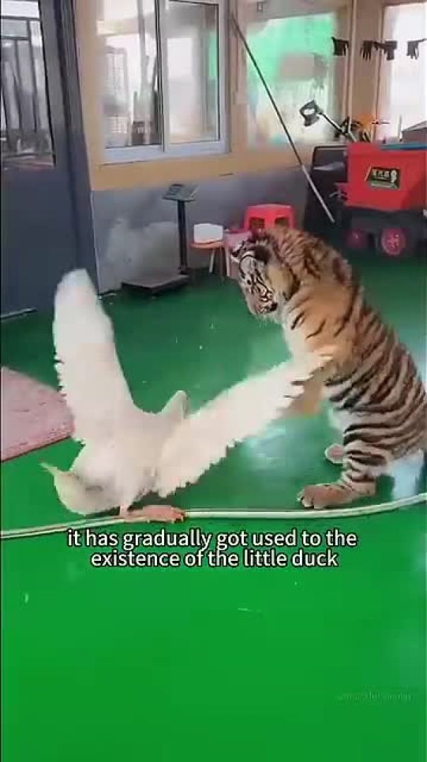 The story of a duck and a tiger #animals #cute #shortsvideo #shorts