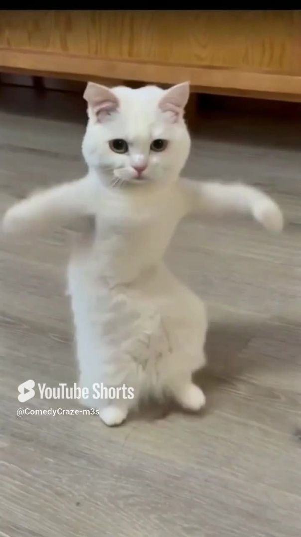 #funny #cats #