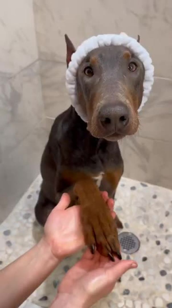 Do you think Atlas enjoyed it? 🧼🩵🐾 #rescuedogs #doberman #dogbath #doggrooming