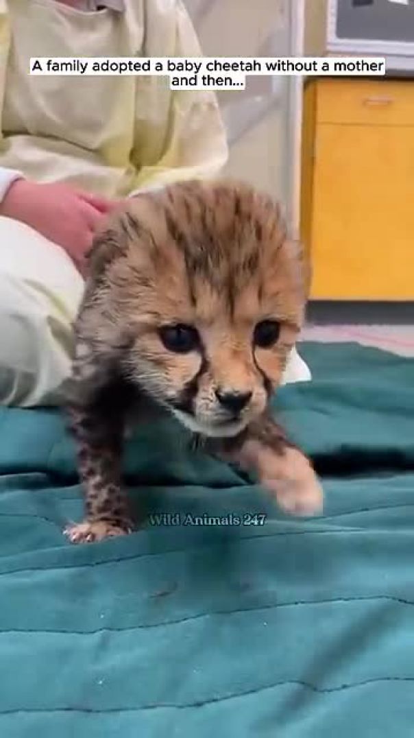 Baby Cheetah #cheetah #leopard #shorts