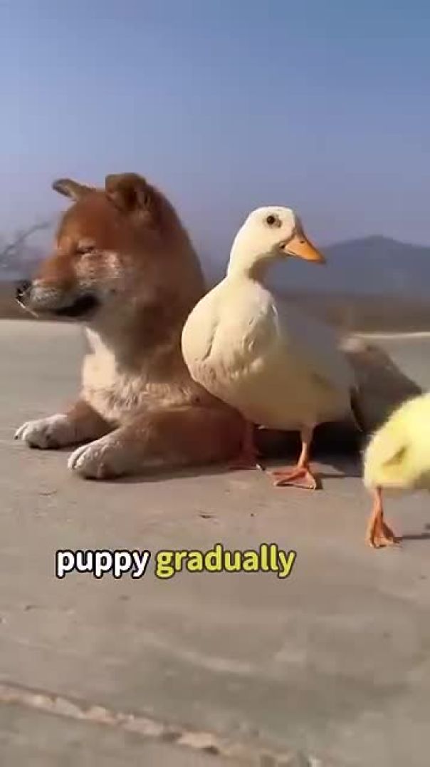 Puppy and mama duck #animals #cute #dog #duck #shorts #shortvideo