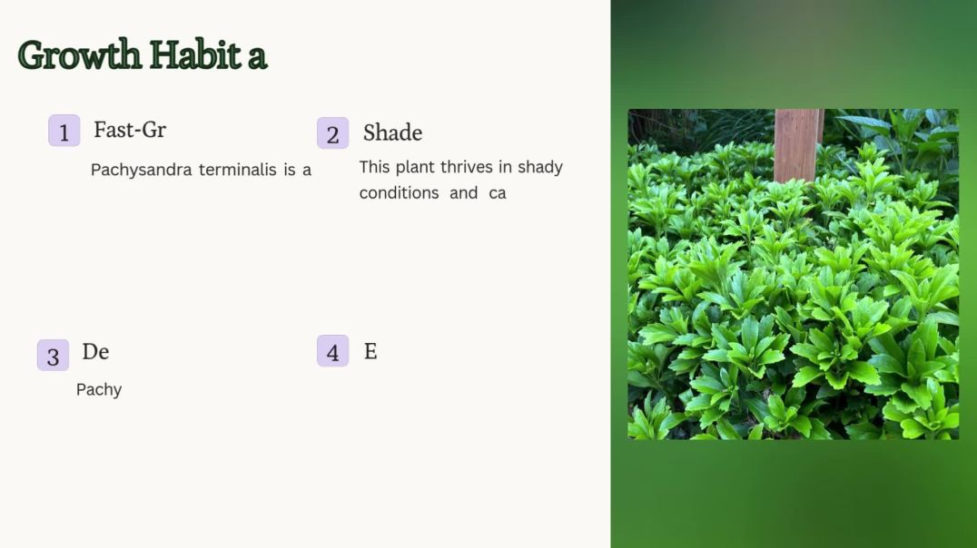 Achieve Lush Landscapes Effortlessly with Pachysandra Terminalis in Your Garden