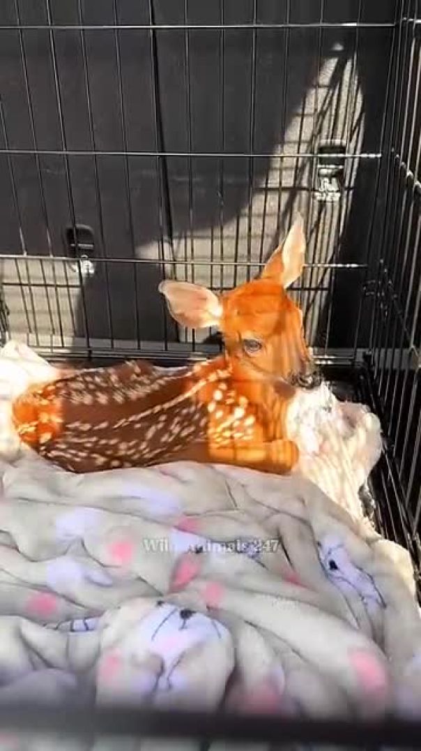 A family rescue baby deer under ther car #deer #babydeer #short