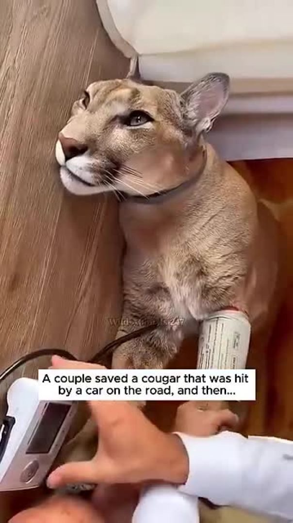 Heartwarming Rescue: Couple Saves Injured Cougar on Road #WildlifeRescue #Cougar