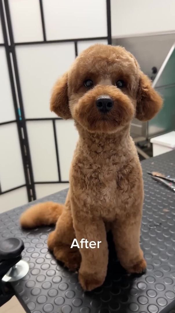 Teddy bear cut on a poodle