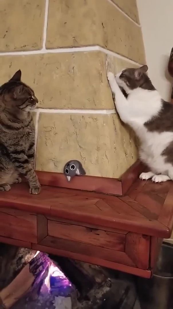 Sneaky Cat Acting Innocent When Spotted by Another Cat