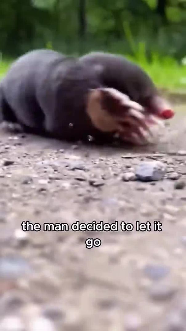 Happy mole #animals #love #shorts