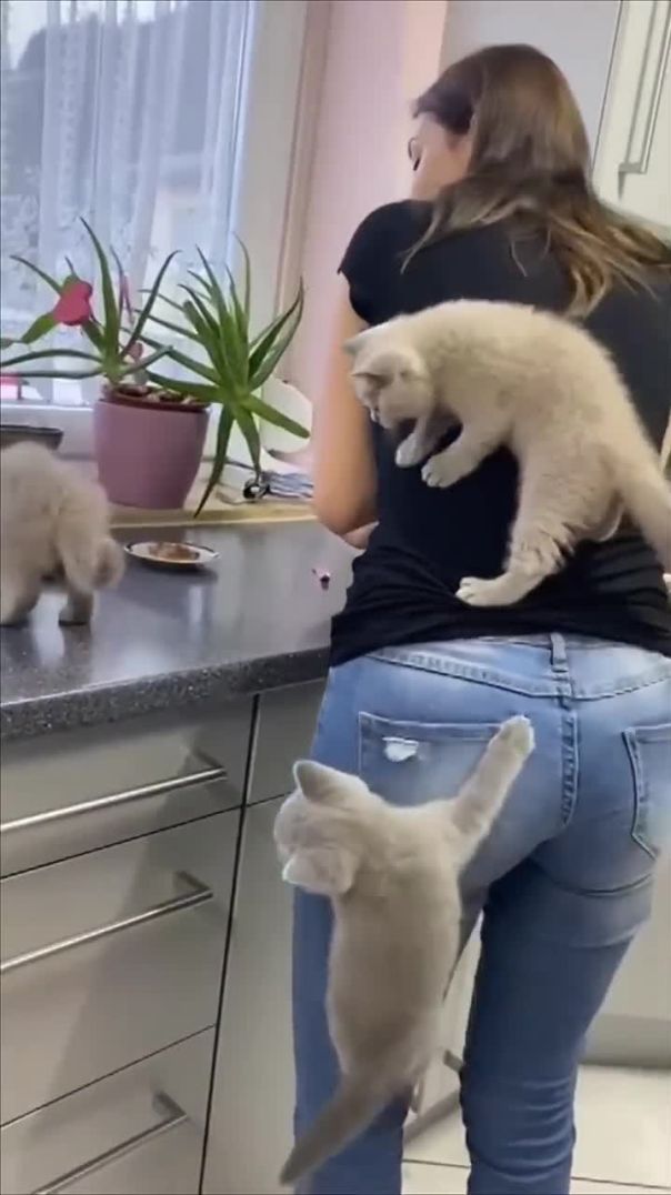 Kittens Climb Their Mom as They Couldn’t Wait for Food