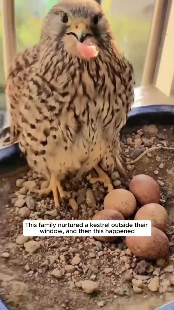 This family nurtured a kestrel outside their window, and then this happened #animalshorts