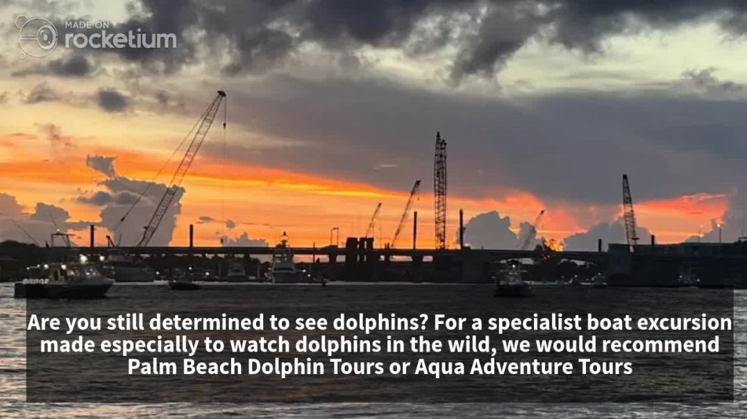 Best Dolphin Boat Tours in Jupiter and West Palm Beach