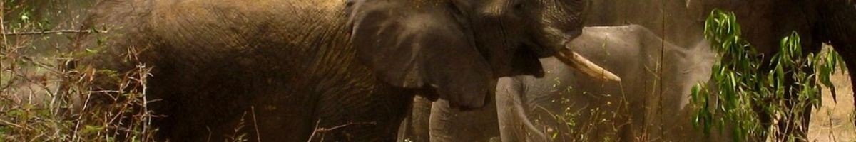 Oasis safaris limited