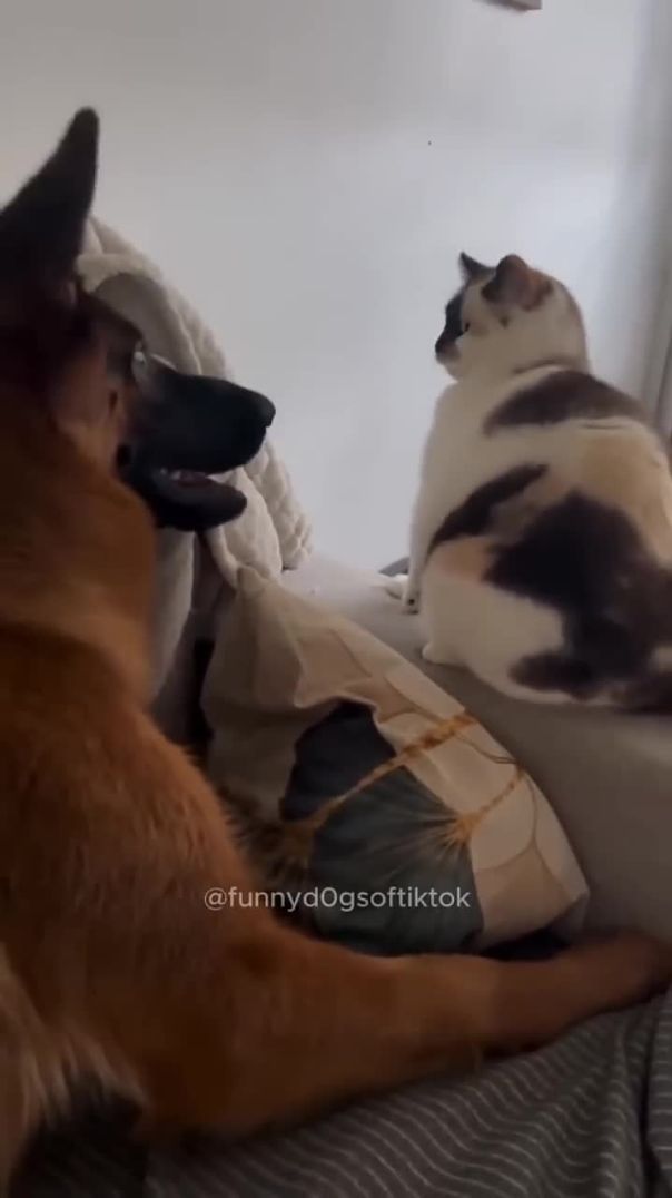 dogs being idiots part 56 #funny #goldens #funnypets #lovegoldens #funnyanimals #pets #cutegolden