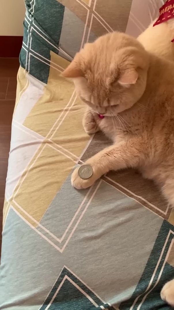 Cat Mimics Owner s Coin Trick