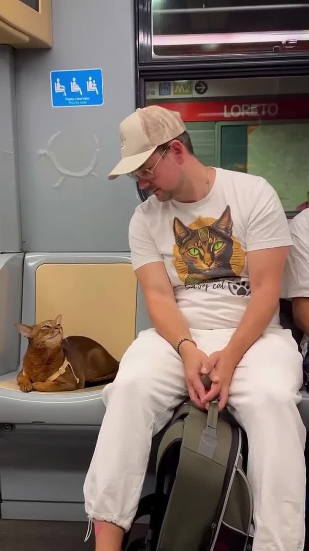 Un Gatto in  Metro