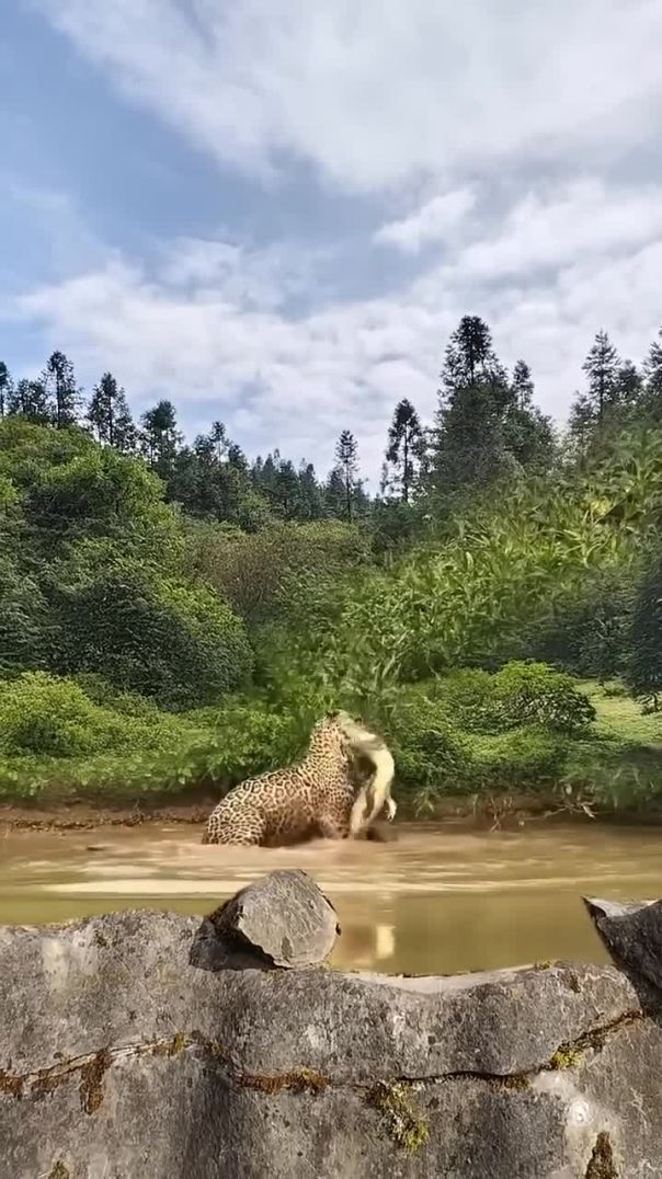 Intense Close-Range Leopard Attack on Wild Animals