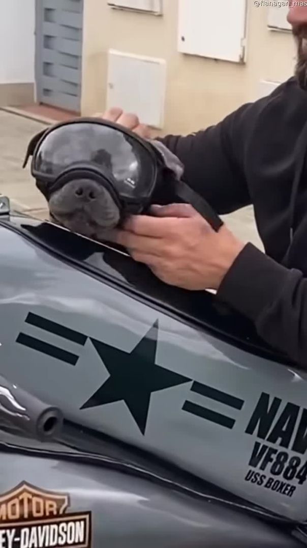 Puppy Rides Motorcycle