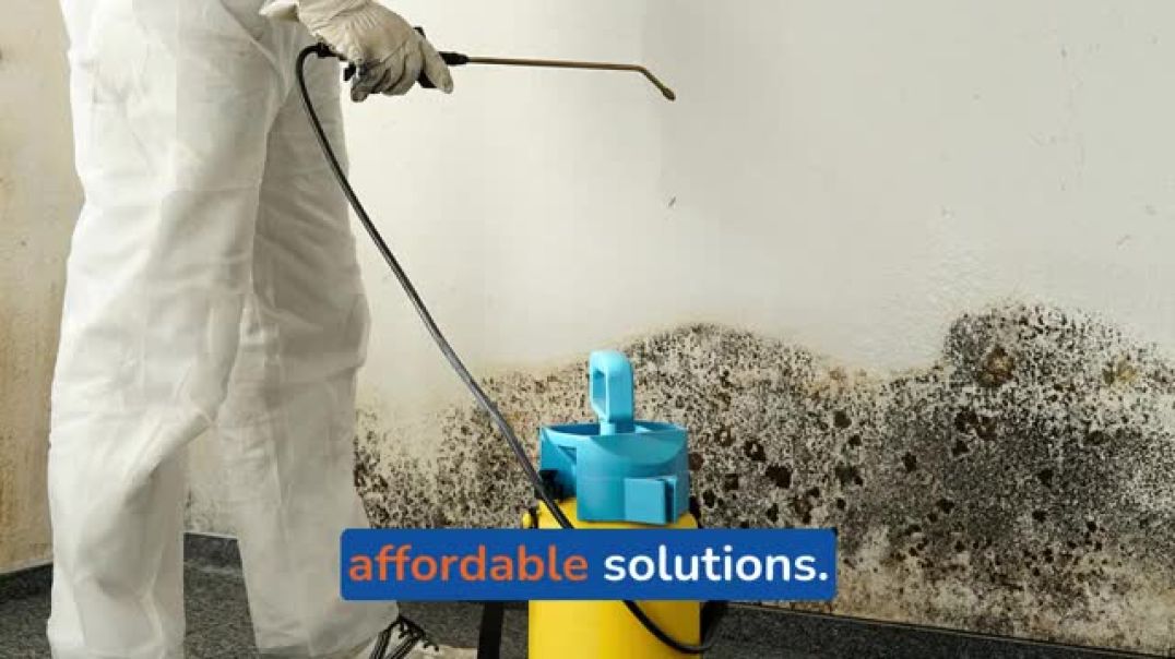 Top-Rated Mould Remediation Company in Australia You Can Trust