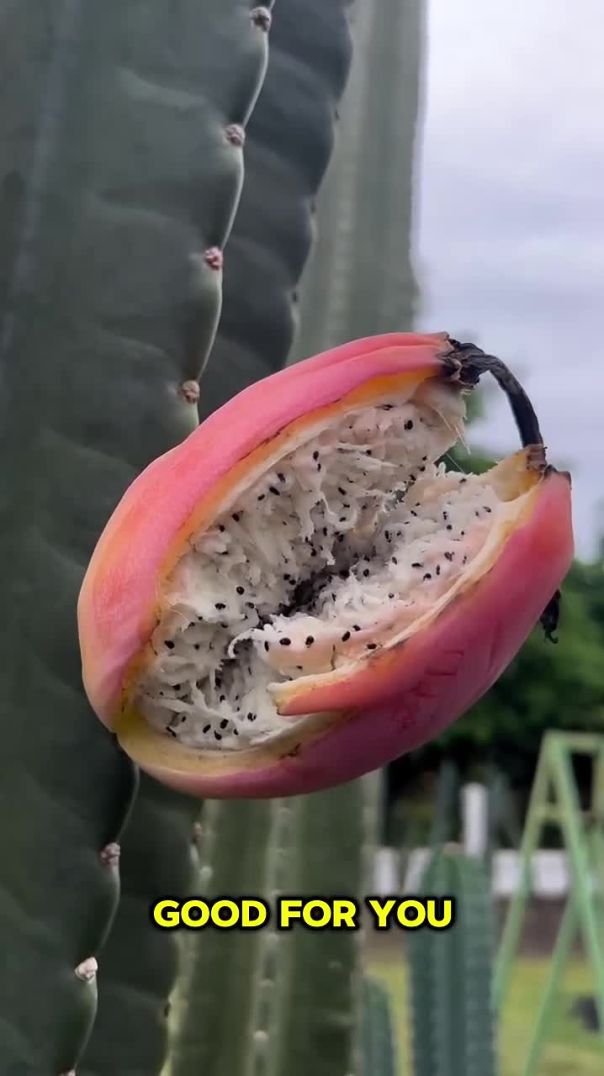 Discover the Deliciousness of Cactus Fruit: Mandacaru & Pitaya!