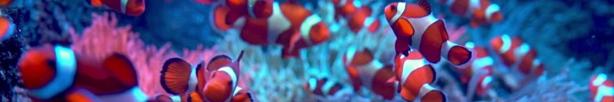 Coral Communications