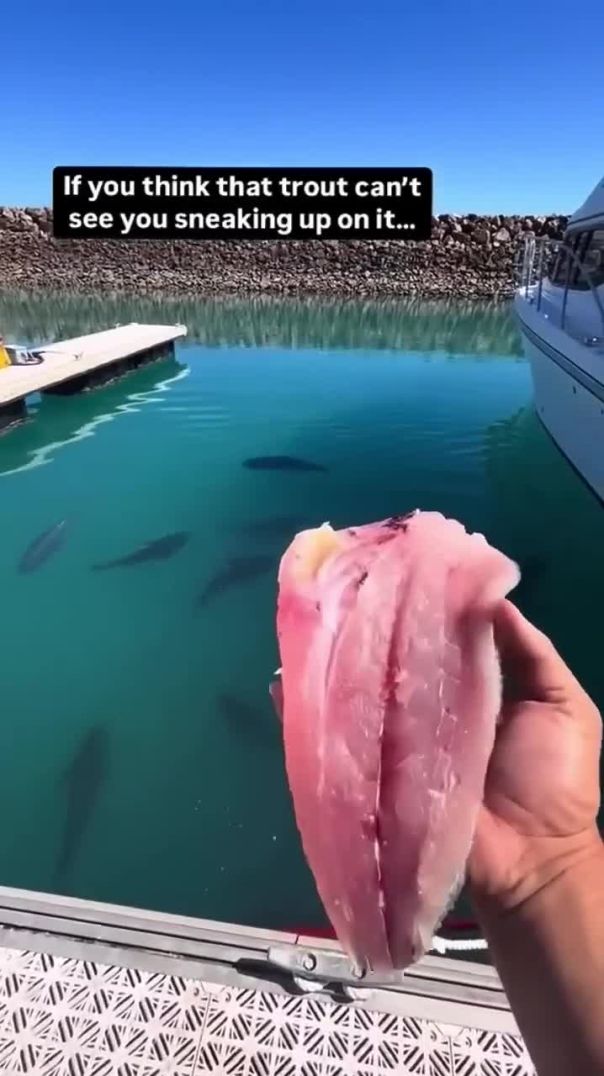 Giant Trevally with Great Vision  #fishingshorts #tunafishing