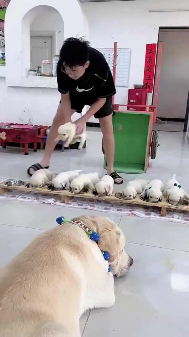 Cute Puppies Eating Meal While Mother Is Guarding Them #cutepuppy #puppy #doglovers